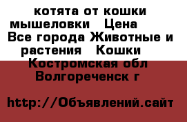 котята от кошки мышеловки › Цена ­ 10 - Все города Животные и растения » Кошки   . Костромская обл.,Волгореченск г.